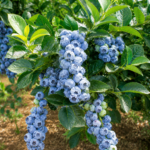 Čučoriedka BLUEGOLD, kont.