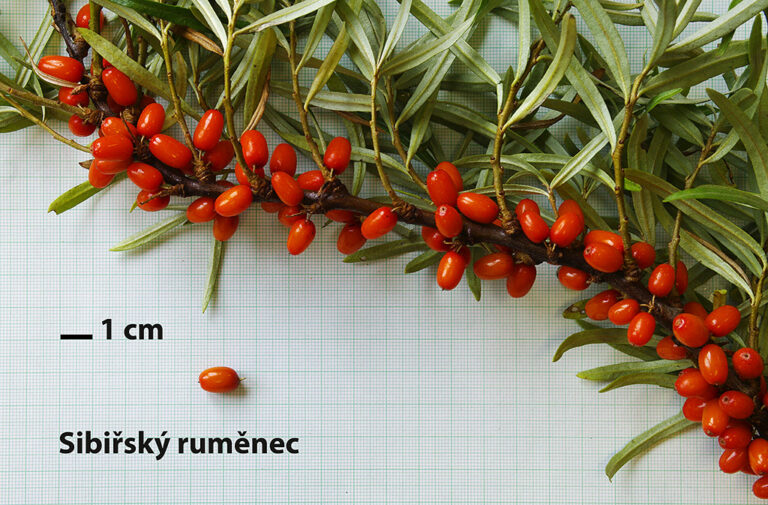 SIBÍRSKY RUMENEC