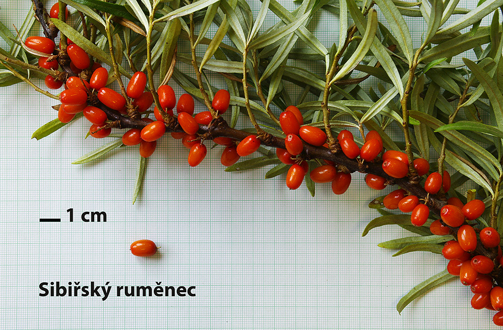 SIBÍRSKY RUMENEC