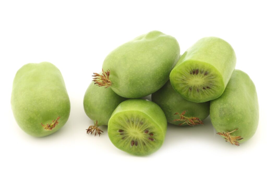 SIENTIABRSKAJA (A.kolomikta)