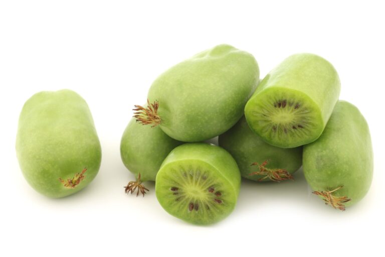 SIENTIABRSKAJA (A.kolomikta)