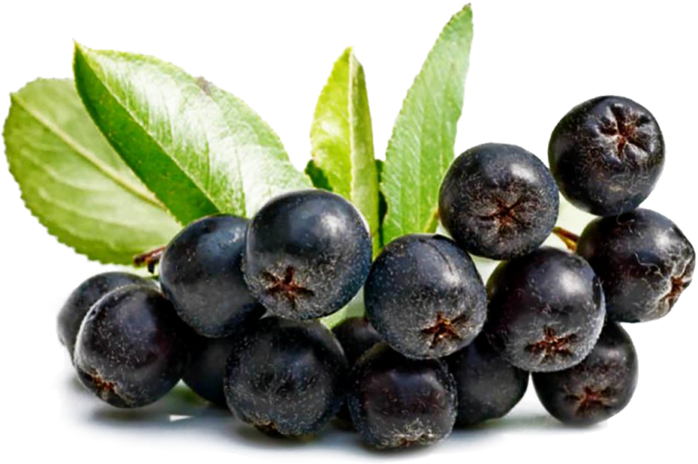 ARÓNIA ČIERNOPLODÁ "NERO", kont. 2,5