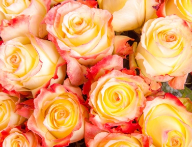 DOUBLE PARFUM, stromková