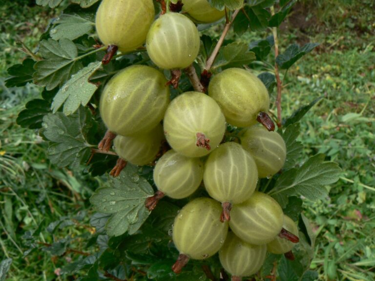 HINNONMAKI GELB ker, kont.