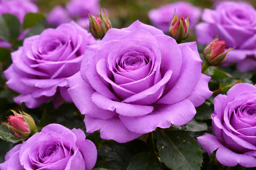 MAINZER FASTNACHT, bal.