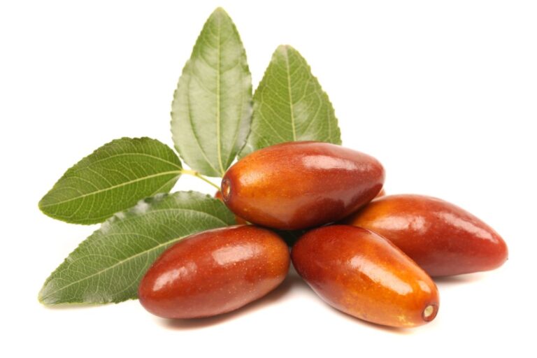 JUJUBA ČÍNSKA "ANTICO" (Ziziphus jujuba), kont.24