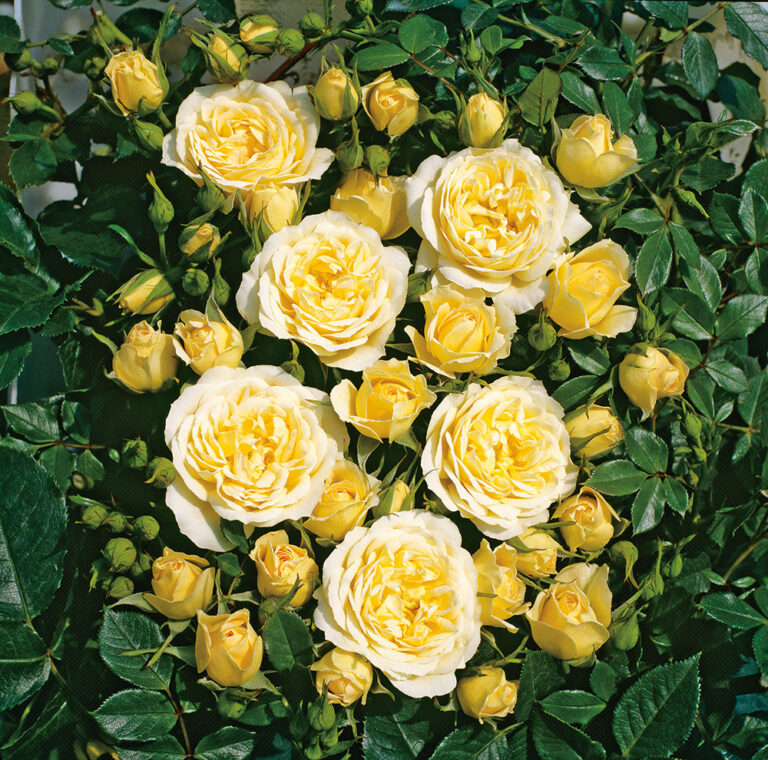 SWEET MEMORIES, kont.