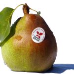 Hruška DEKANKA ROBERTOVA, kont.