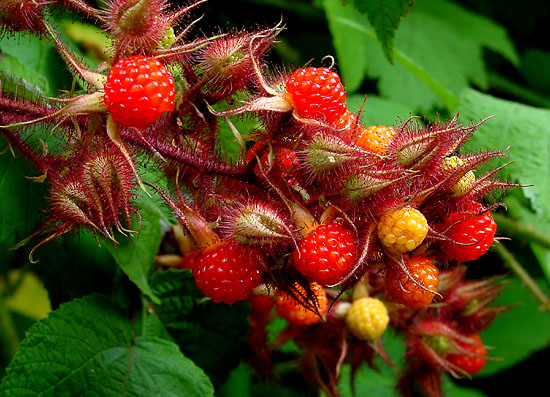 JAPONSKÁ ČERNICA (Rubus phoenicolasius), kont.