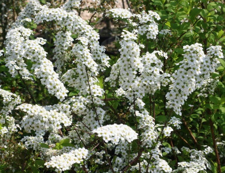 SPIRAEA x ARGUTA, P9