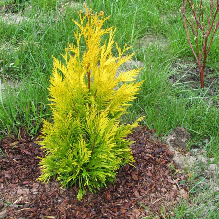 THUJA PLICATA "TIGER GOLD", P9
