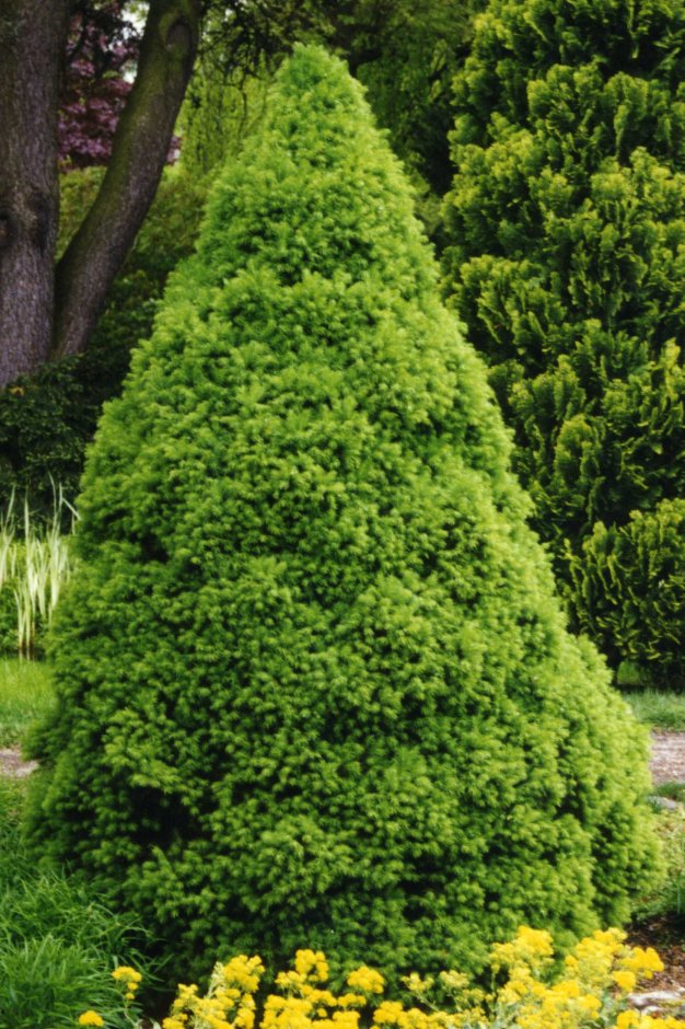 PICEA GLAUCA "CONICA", C2