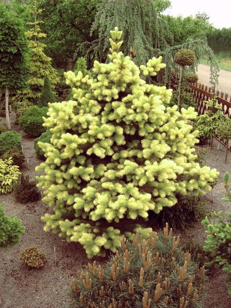 PICEA PUNGENS "MAIGOLD", C3