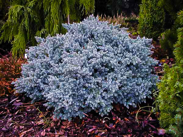JUNIPERUS SQUAMATA "BLUE STAR", C2,5