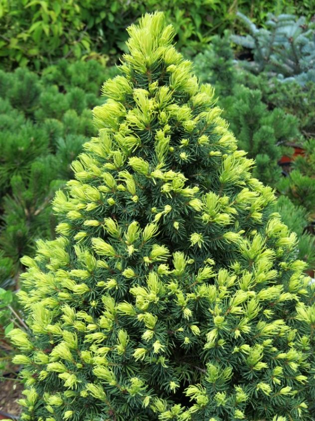 PICEA GLAUCA "RAINBOWS END", C2,5