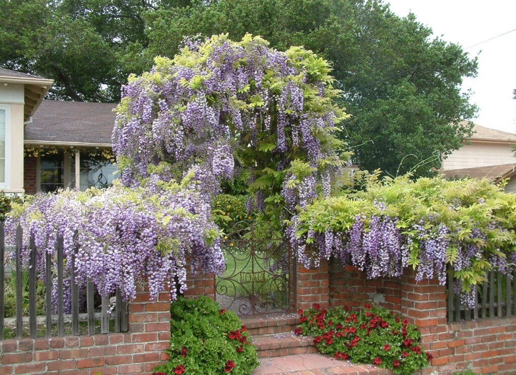 WISTERIA SINENSIS, C2