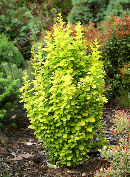 BERBERIS "POW WOW", C3