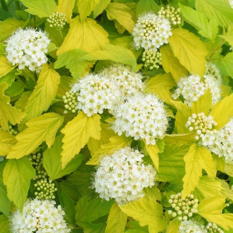 PHYSOCARPUS OPULIFOLIUS "LUTEUS", C3