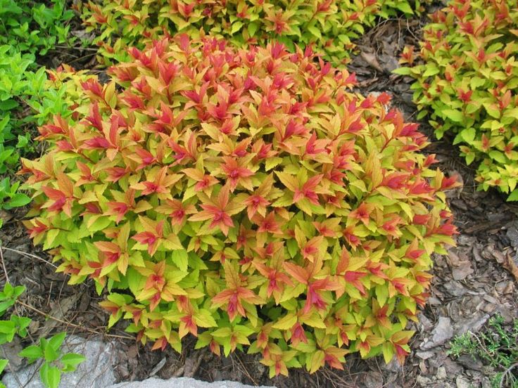 SPIRAEA JAPONICA "GOLD FLAME", C3