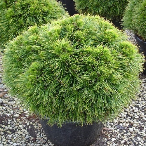 PINUS MUGO "PUMILIO", C5