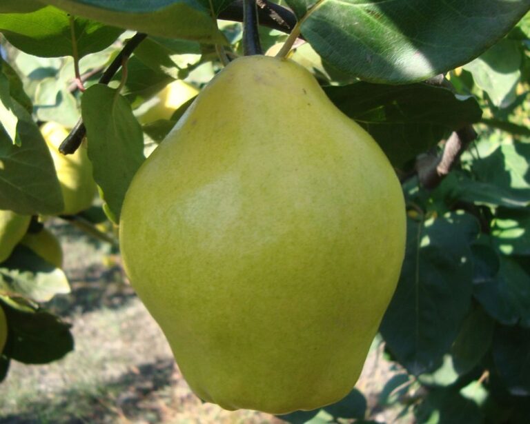 CITRÓNOVÁ (Cydonia oblonga)