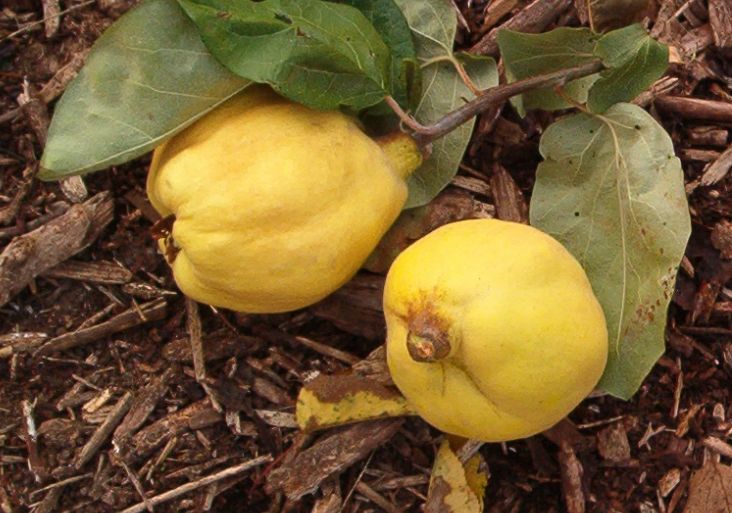 ISPOLINSKAJA (Cydonia oblonga)