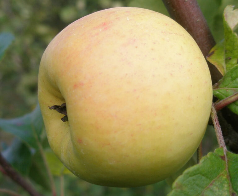 BERŽININKU ANANASAS, M26