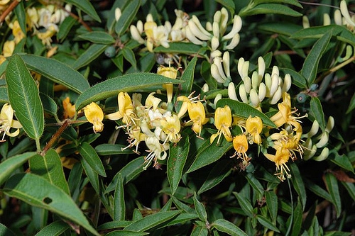 LONICERA ACUMINATA