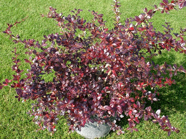 BERBERIS "RED JEWEL"