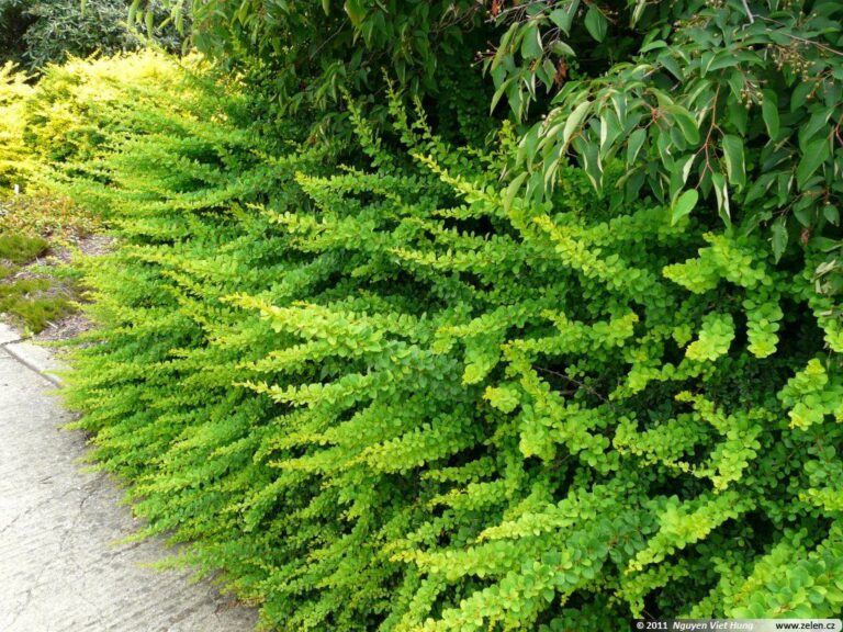 BERBERIS "GREEN CARPET"