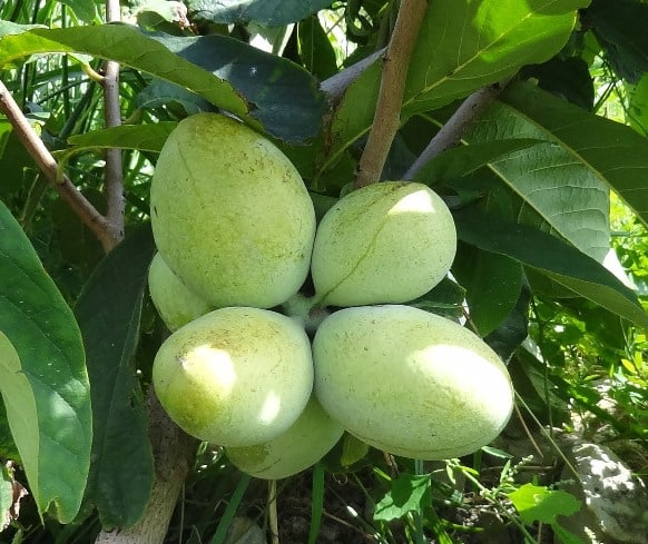 PAW PAW "CONVIS", kont.