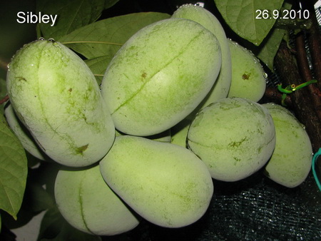 PAW PAW "SIBLEY", kont.