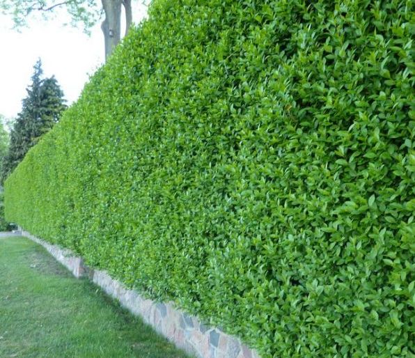 LIGUSTRUM VULGARE "ATROVIRENS", C2