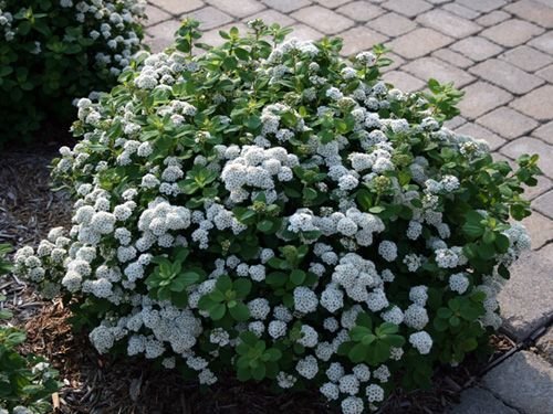 SPIRAEA BETULIFOLIA "TOR", K2,5