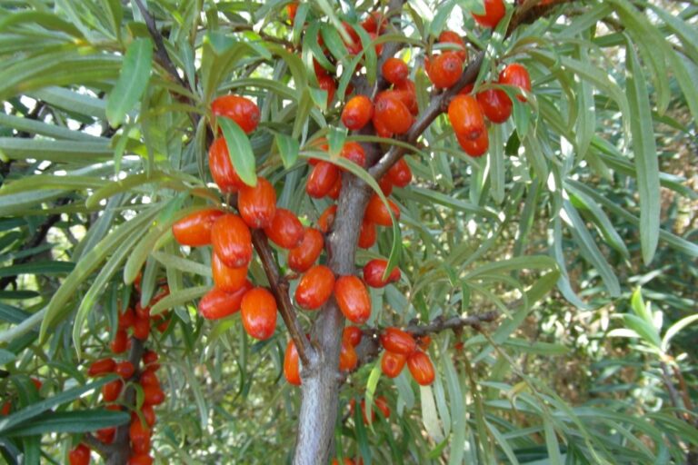 ČERVENÁ POCHODEŇ, kont.