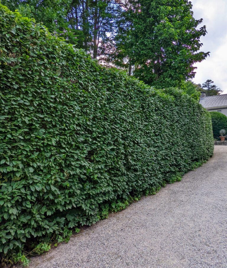 CARPINUS BETULUS, kont.