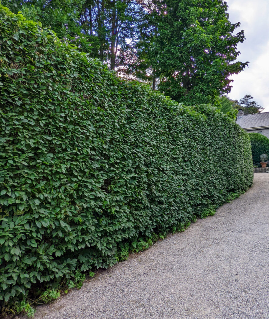 CARPINUS BETULUS, kont.