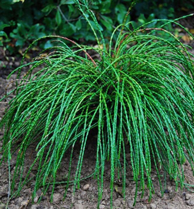 THUJA PLICATA "WHIPCORD",K2,5