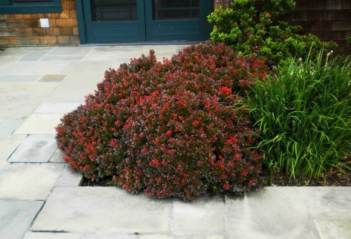 BERBERIS "BAGATELLE", C2