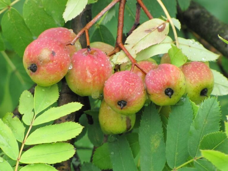 OSKORUŠA, K20 (Sorbus domestica)