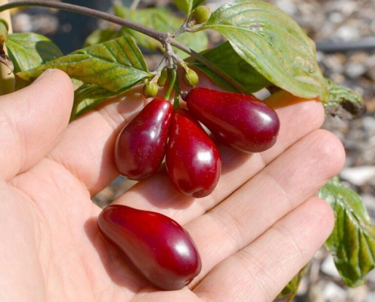 BOLESTRASZYCKI, kont.