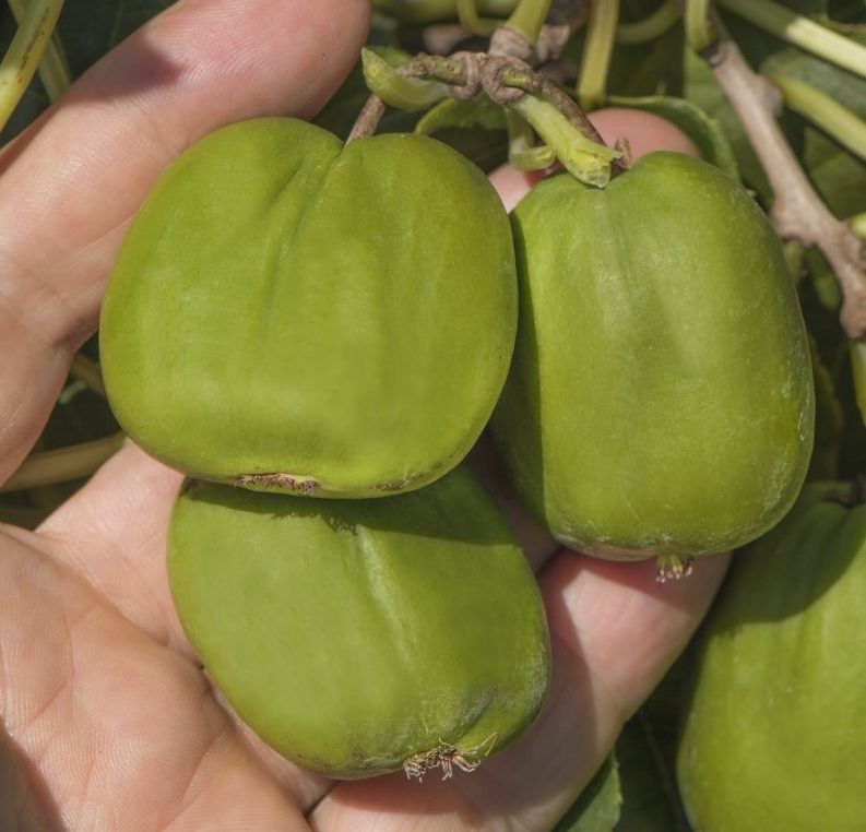 CHANG BAI GIANT (A.arguta)