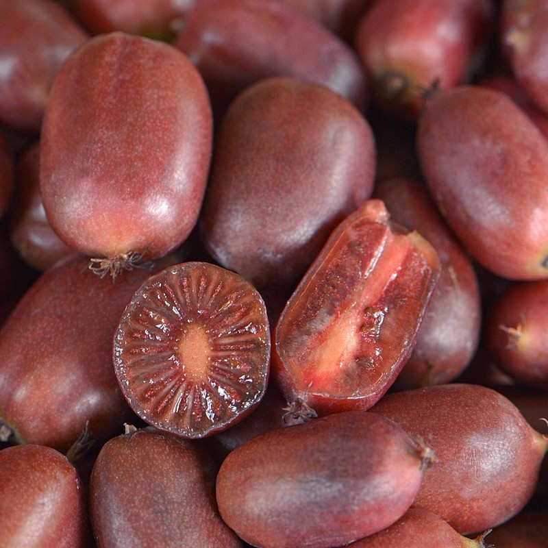 SCARLET SEPTEMBER KIWI® (A.arguta)