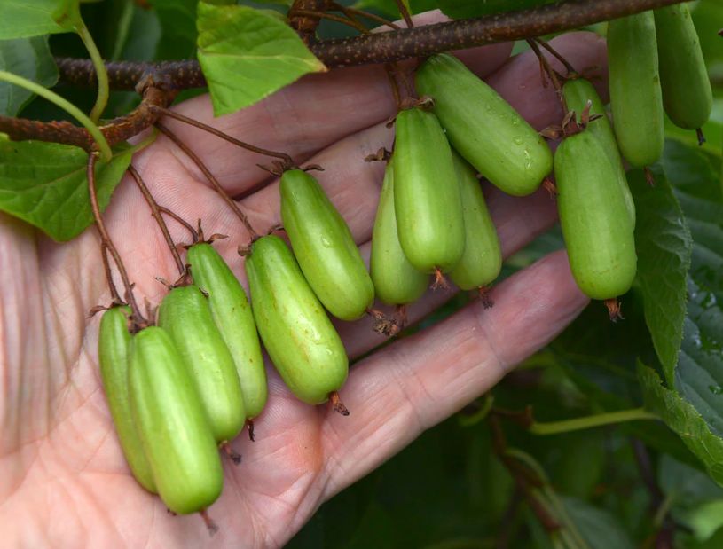 VITAKOLA (A.kolomikta)