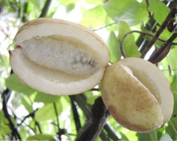 VARIEGATA (A.quinata)