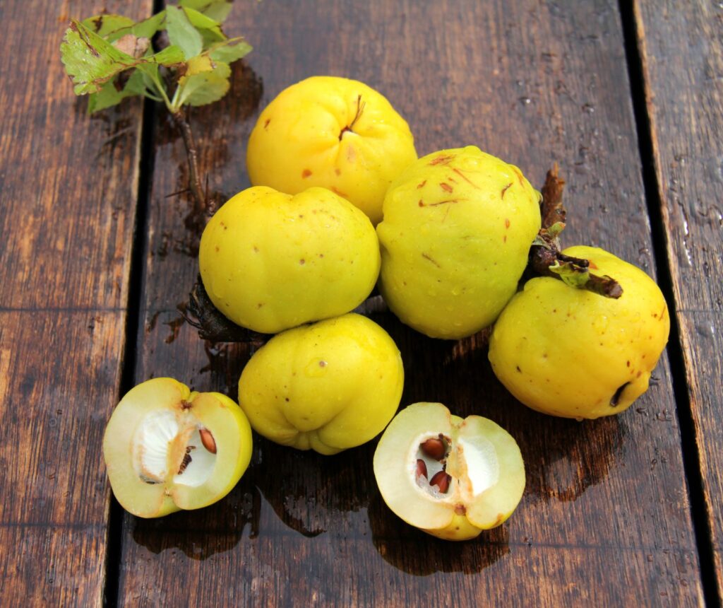 SARGENTII (Ch. japonica), K 2,5