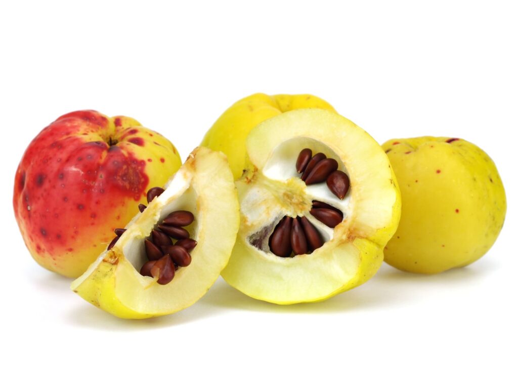 CRIMSON AND GOLD  (Ch. x superba), kont.