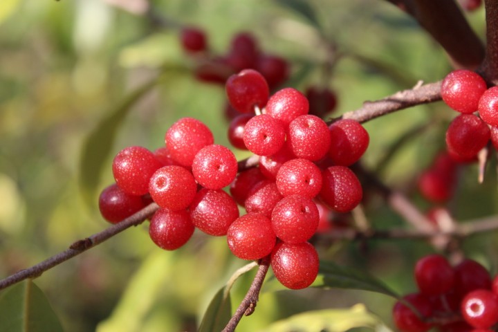 POINTILLA® SWEET'N SOUR® (Elaeagnus umbellata)