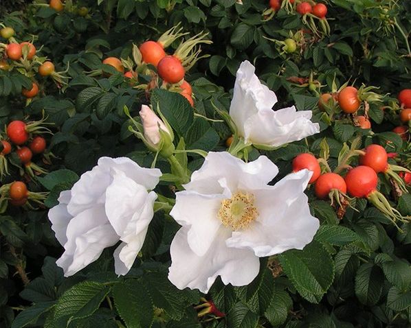 ALBA (R. rugosa), kont.