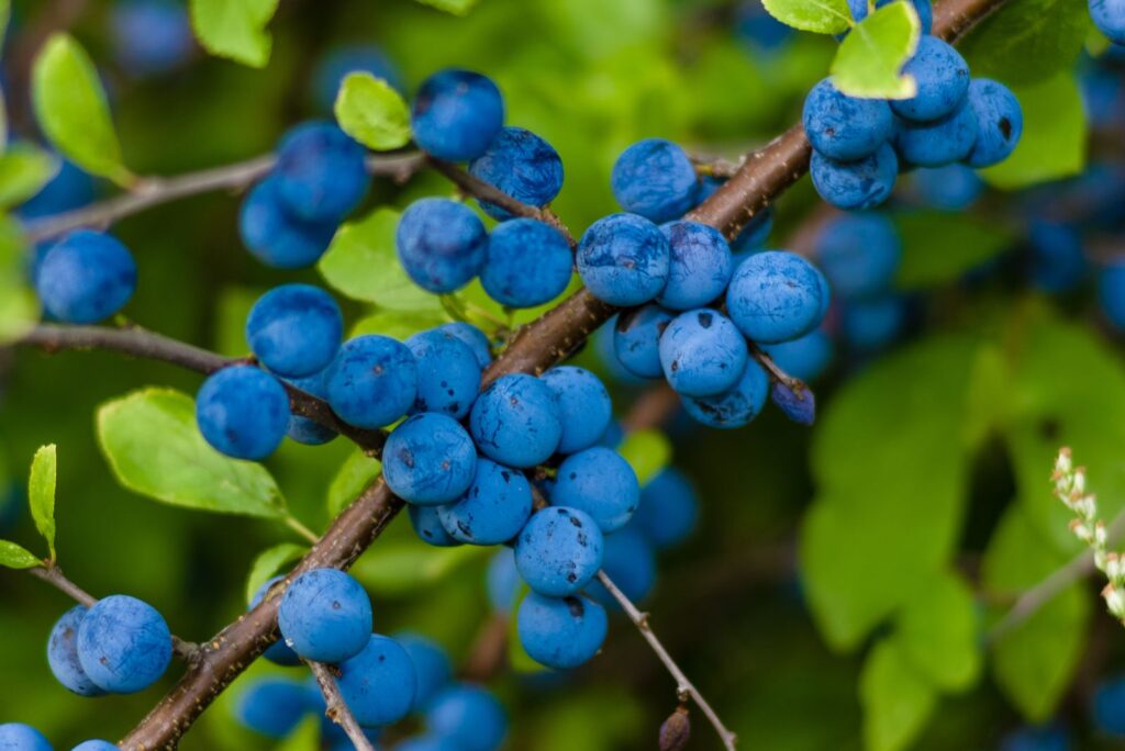 TRNKA (P. spinosa), P9